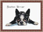 Schemat do haftu Boston Terrier