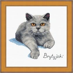 Schemat do haftu Kot brytyjski