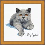 Schemat do haftu Kot brytyjski